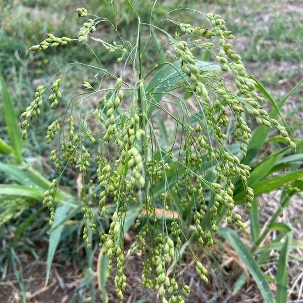 Panicum miliaceum Floro