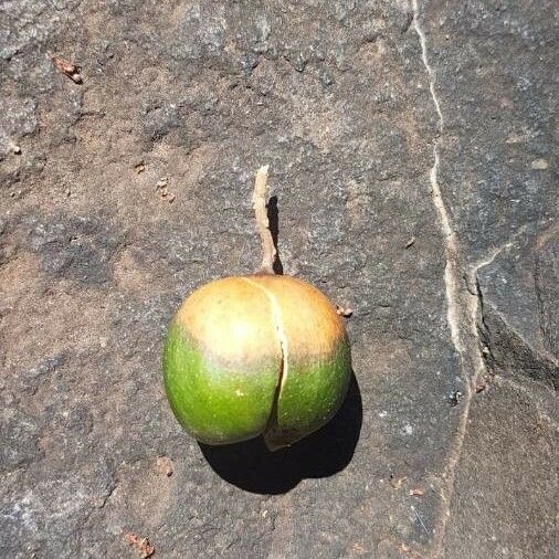 Vangueria madagascariensis Fruit