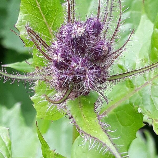 Cicerbita alpina Flower