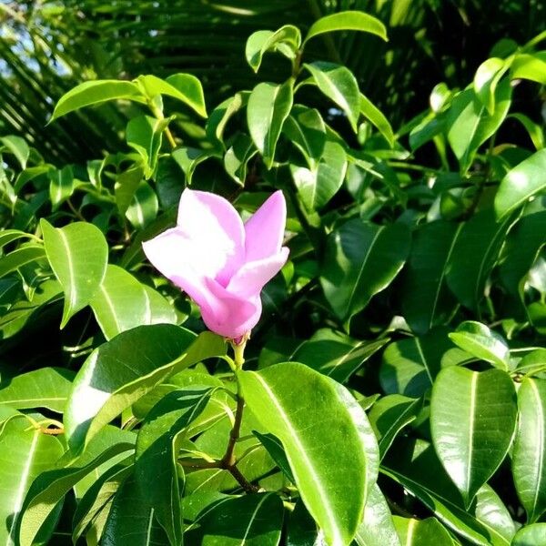 Cryptostegia grandiflora Fleur