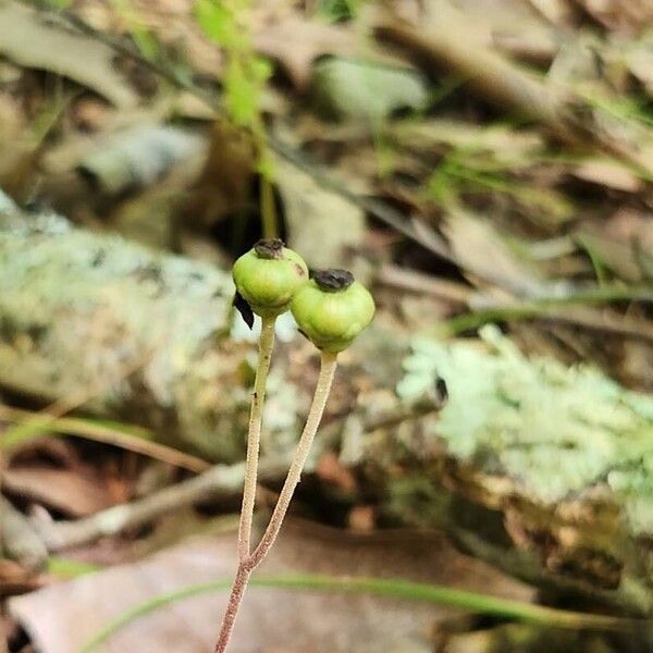 Chimaphila maculata Плід