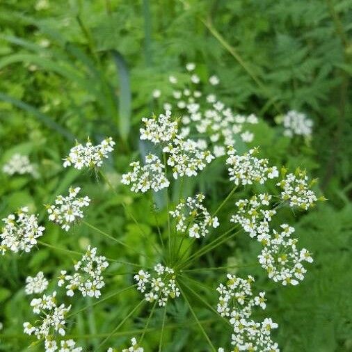 Conium maculatum Цвят