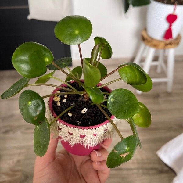 Pilea peperomioides Fulla