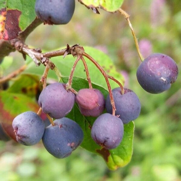 Cotoneaster integerrimus ഫലം