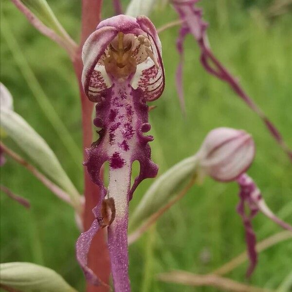 Himantoglossum adriaticum Květ