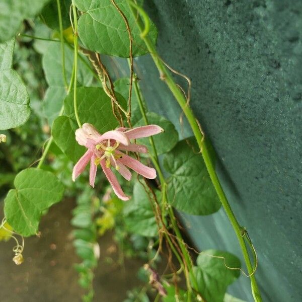 Passiflora murucuja Õis