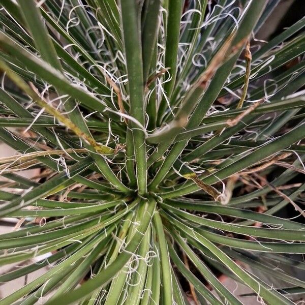 Agave filifera Folio