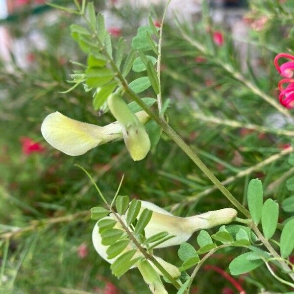 Vicia hybrida Кветка