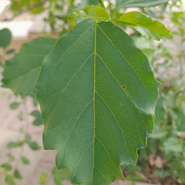 Cordia dichotoma Frunză