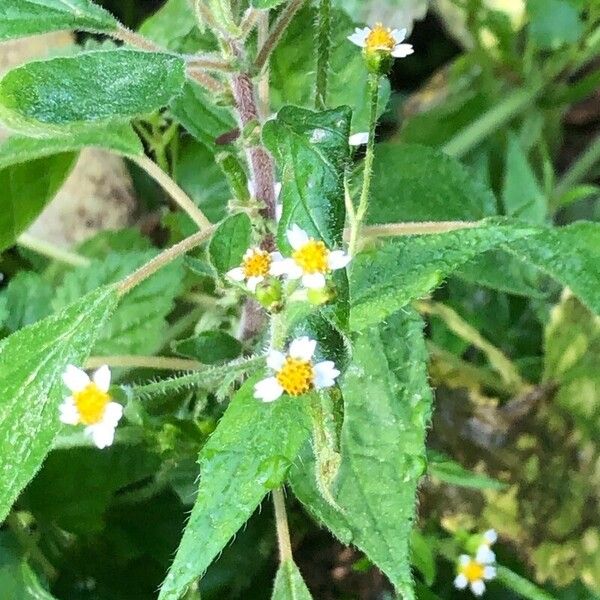 Galinsoga quadriradiata Flor