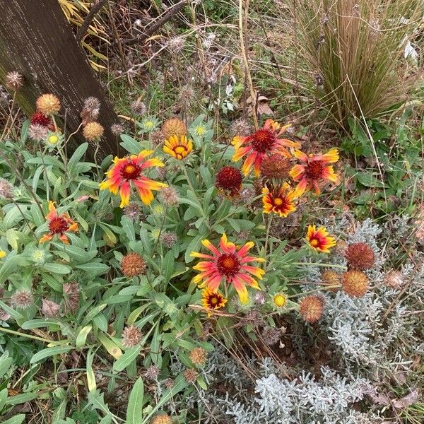 Gaillardia pulchella Elinympäristö