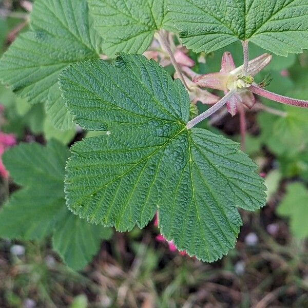 Ribes sanguineum Deilen