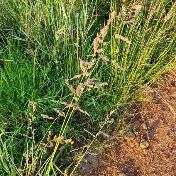 Eragrostis superba Flower