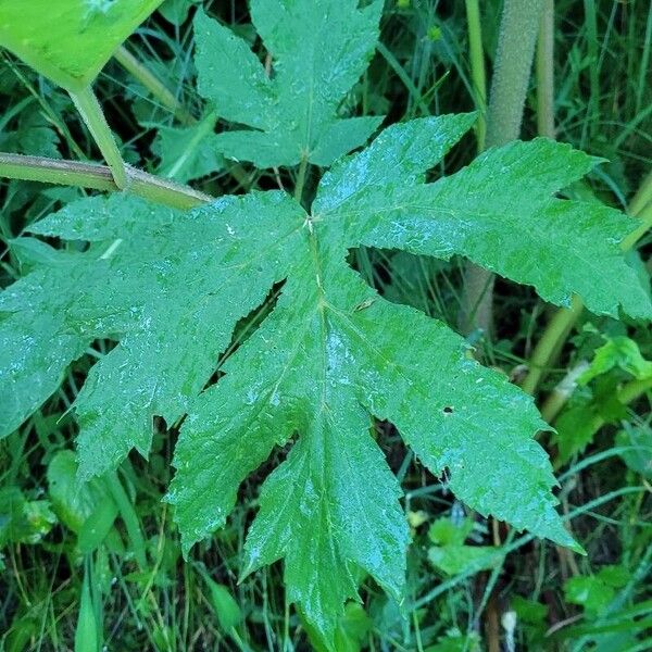 Heracleum mantegazzianum Frunză