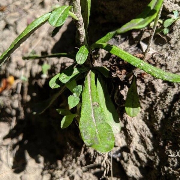 Gamochaeta pensylvanica Leaf