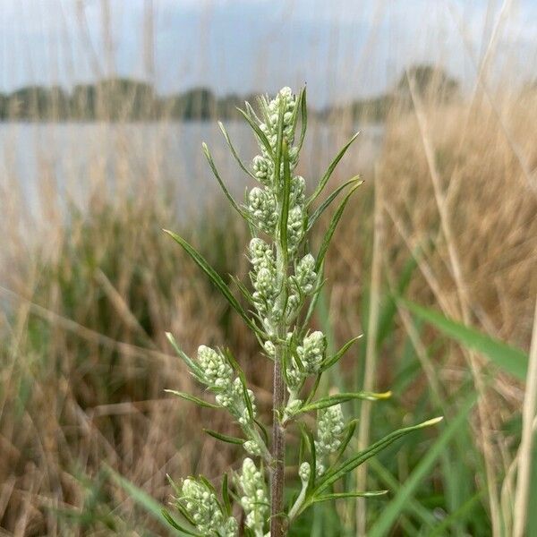 Artemisia vulgaris Квітка