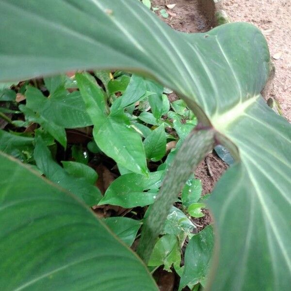 Philodendron gloriosum Bark