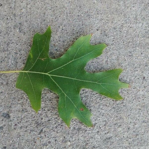 Quercus rubra Blad