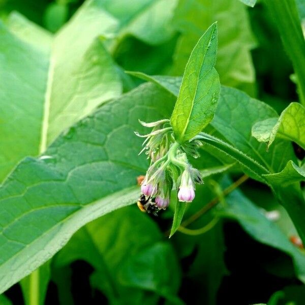 Symphytum officinale Leaf