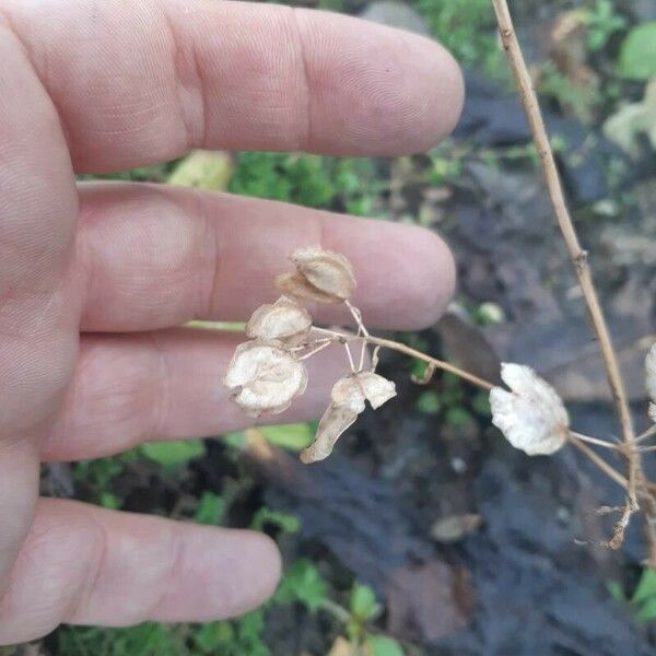 Thlaspi arvense Flower