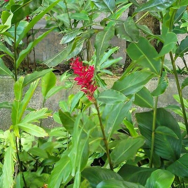 Alpinia purpurata പുഷ്പം