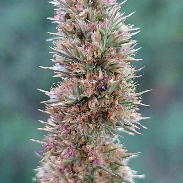 Amaranthus retroflexus Floro