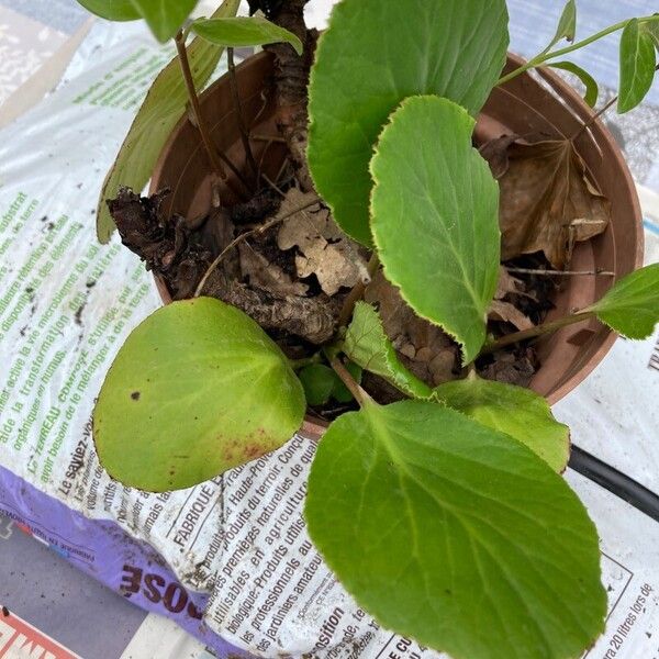 Bergenia stracheyi Feuille