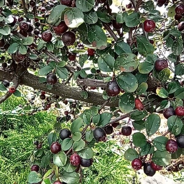 Cotoneaster acutifolius Фрукт