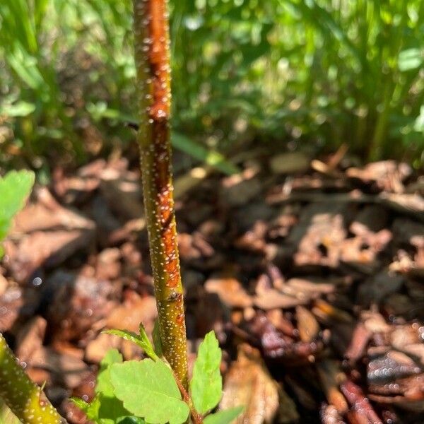 Castanea pumila Bark