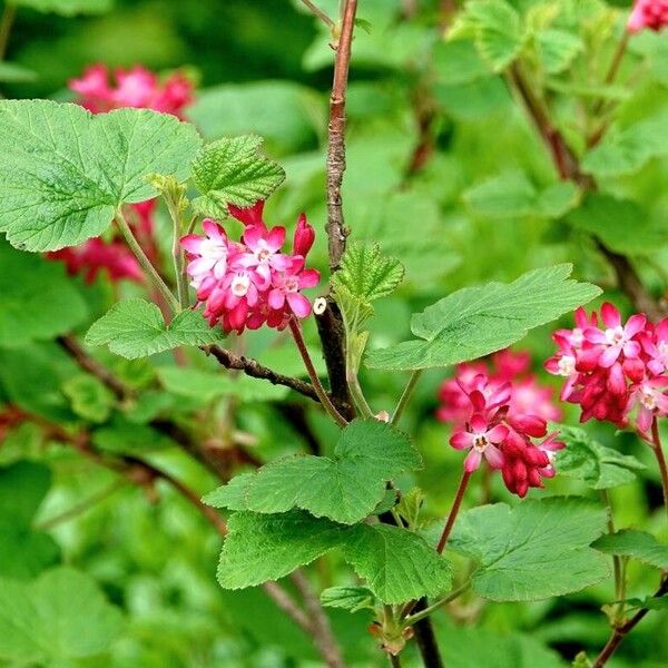 Ribes sanguineum Habit