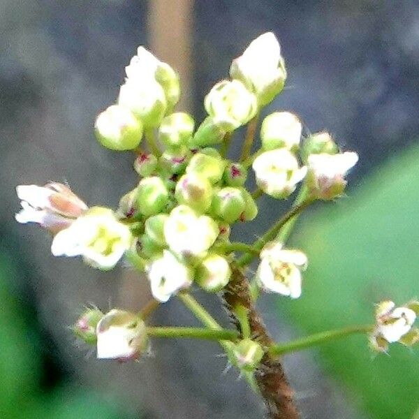 Arabidopsis thaliana Flower