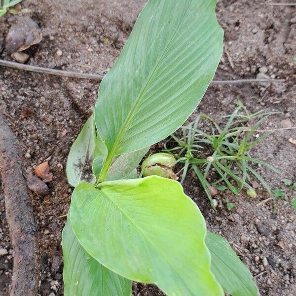 Curcuma longa Lapas