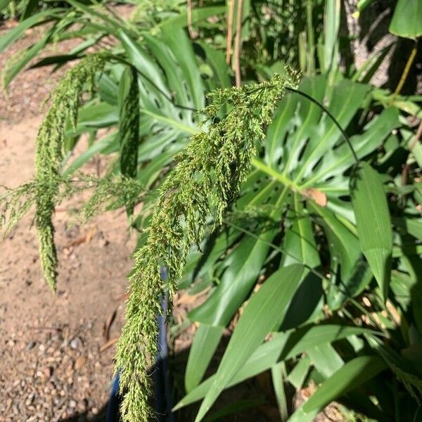 Setaria palmifolia Fiore
