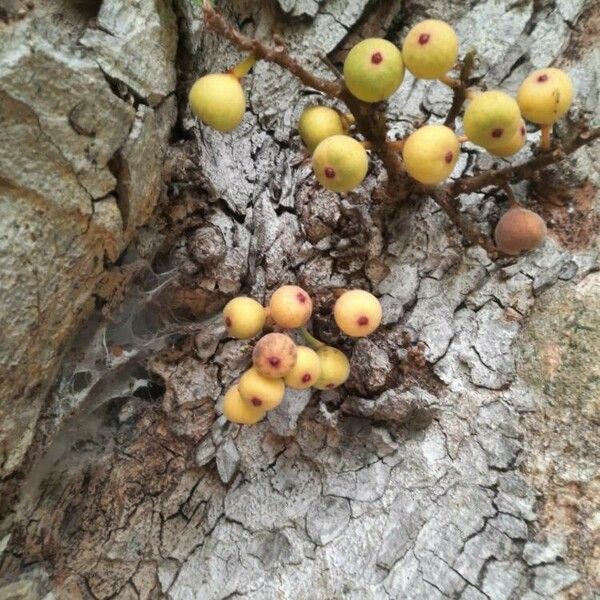 Ficus racemosa Fruchs