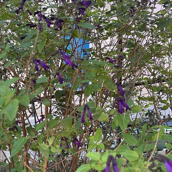 Salvia guaranitica Flor