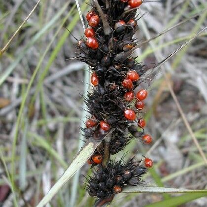 Gahnia aspera Fruit