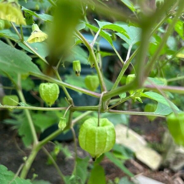 Physalis longifolia Plod