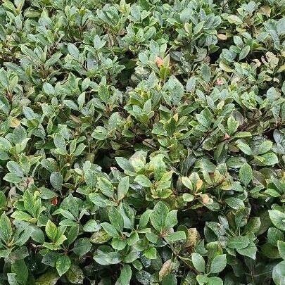 Rhaphiolepis indica (India-hawthorn)