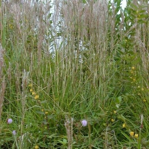 Schizachyrium condensatum Celota