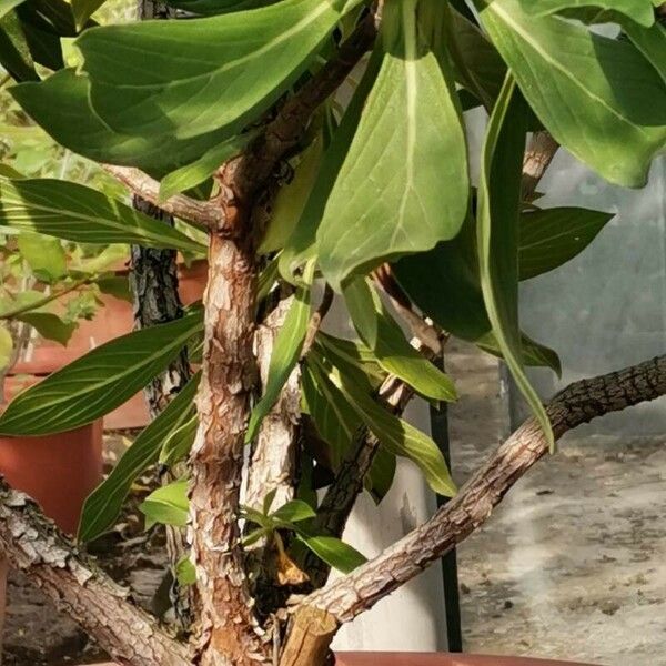 Echium hypertropicum Koor