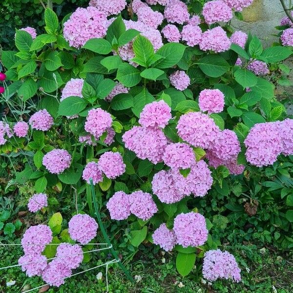 Hydrangea macrophylla Кветка