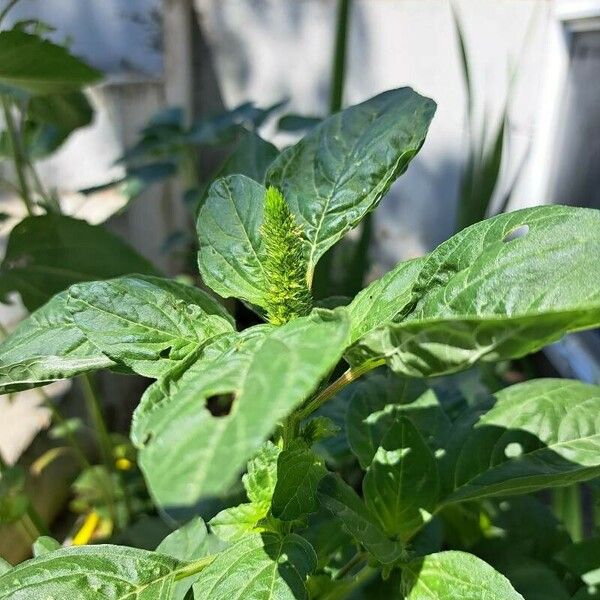 Amaranthus retroflexus 葉