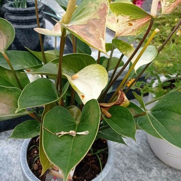 Anthurium andraeanum Deilen