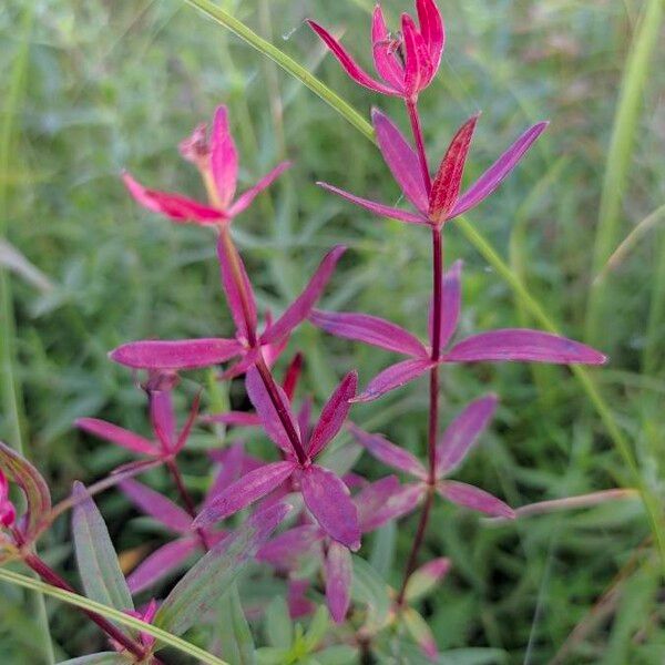 Galium boreale पत्ता