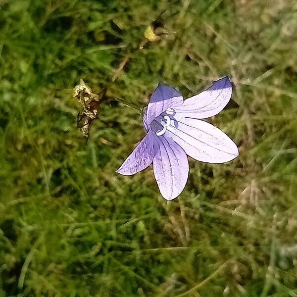 Campanula patula Квітка