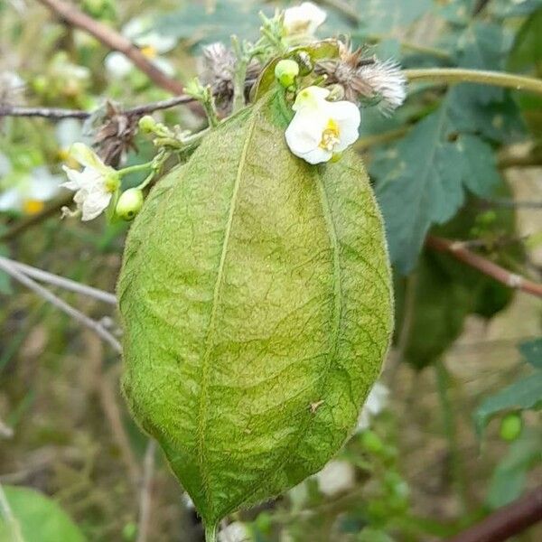 Cardiospermum grandiflorum 果實