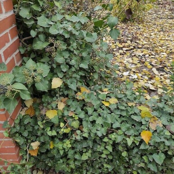 Hedera helix Levél