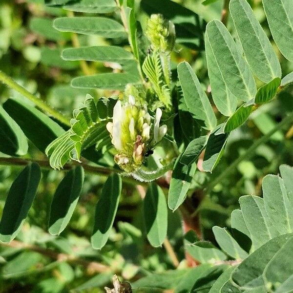 Astragalus boeticus Kvet