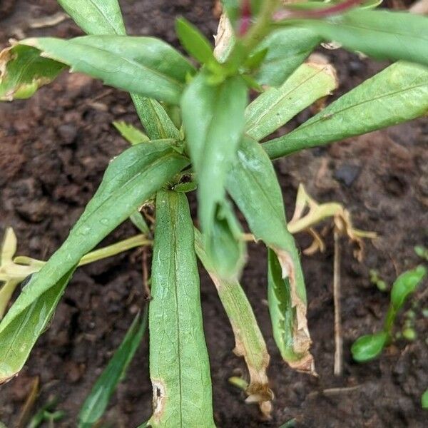 Silphium asteriscus Blad