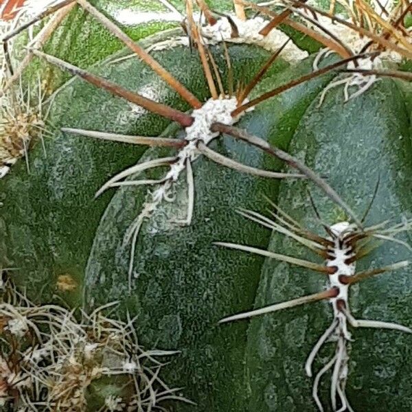 Matucana aurantiaca Flower